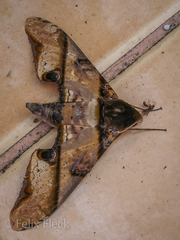 Amplypterus panopus