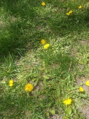 Taraxacum officinale