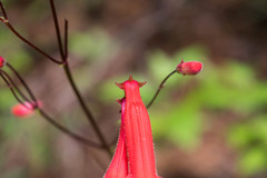 Penstemon plagapineus
