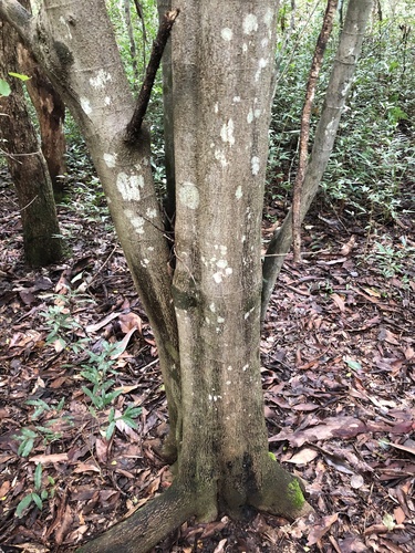 Paratrophis pendulina