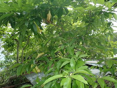 Magnolia × alba