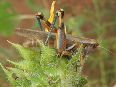 Melanoplus packardii