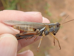 Melanoplus packardii