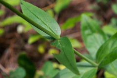 Penstemon plagapineus