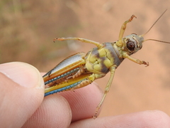 Melanoplus packardii