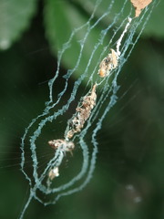 Cyclosa confusa