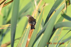 Bradypterus baboecala