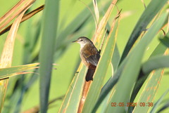 Bradypterus baboecala