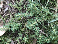 Polygonum plebeium