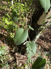 Parsonsia brisbanensis