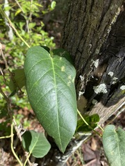 Parsonsia brisbanensis