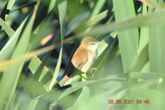 Bradypterus baboecala