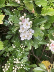 Crataegus monogyna
