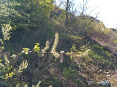 Salix gracilistyla