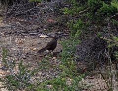 Dasyornis broadbenti