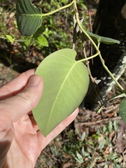 Parsonsia brisbanensis