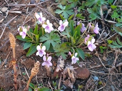 Viola prionantha