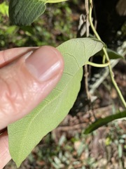 Parsonsia brisbanensis