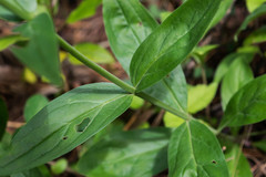 Penstemon plagapineus
