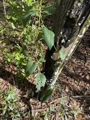 Parsonsia brisbanensis