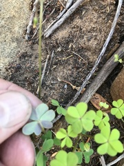 Oxalis dentata
