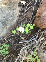 Oxalis dentata