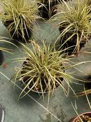 Carex oshimensis