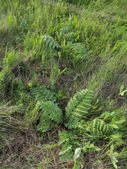 Cynara tournefortii