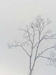 Aves