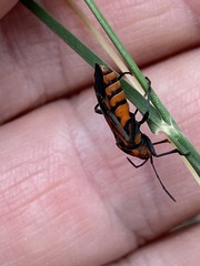 Spilostethus decoratus