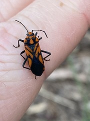 Spilostethus decoratus