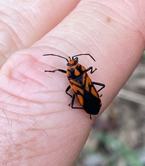 Spilostethus decoratus