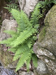 Polystichum tripteron