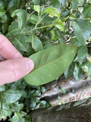 Cryptocarya microneura