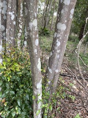 Cryptocarya microneura