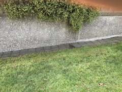 Turdus merula merula