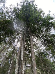 Cryptocarya microneura