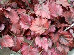 Begonia rex-cultorum