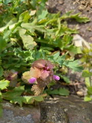 Lamium purpureum