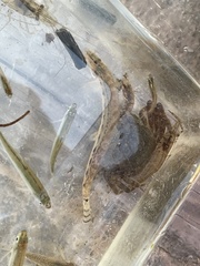 Cobitis matsubarae