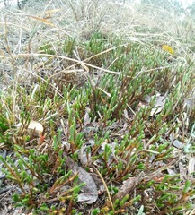 Selaginella corallina
