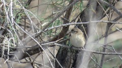 Phylloscopus sindianus