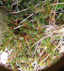 Selaginella peruviana