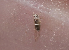 Bactericera cockerelli