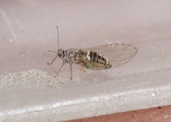 Bactericera cockerelli