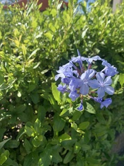 Plumbago auriculata