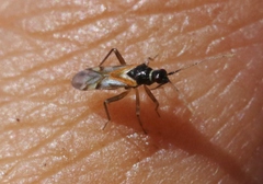 Tupiocoris rufescens