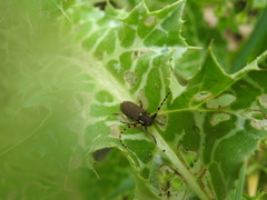 Agapanthia annularis