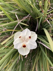 Dietes bicolor bicolor