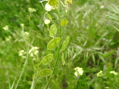 Biscutella auriculata